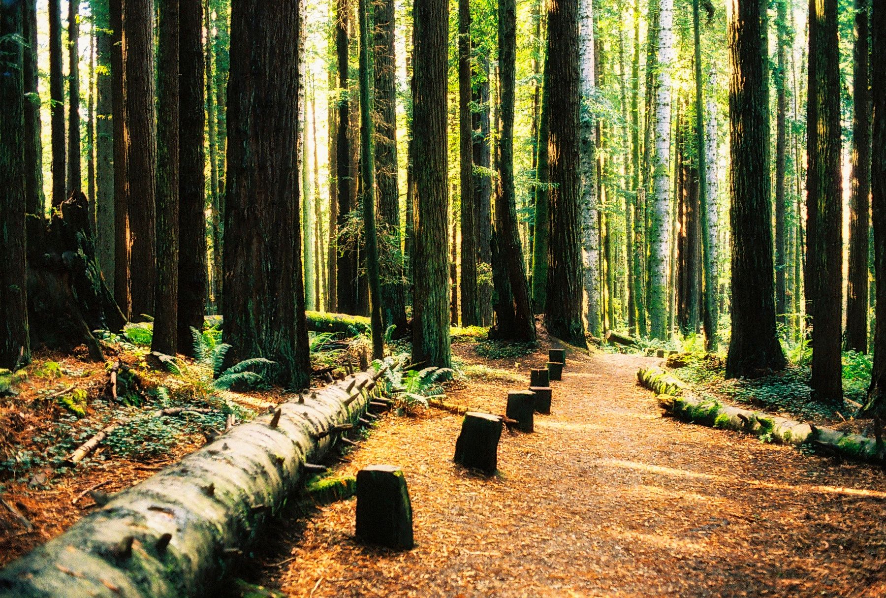 A sunlit trail through the redwoods of the Arcata Community Forest