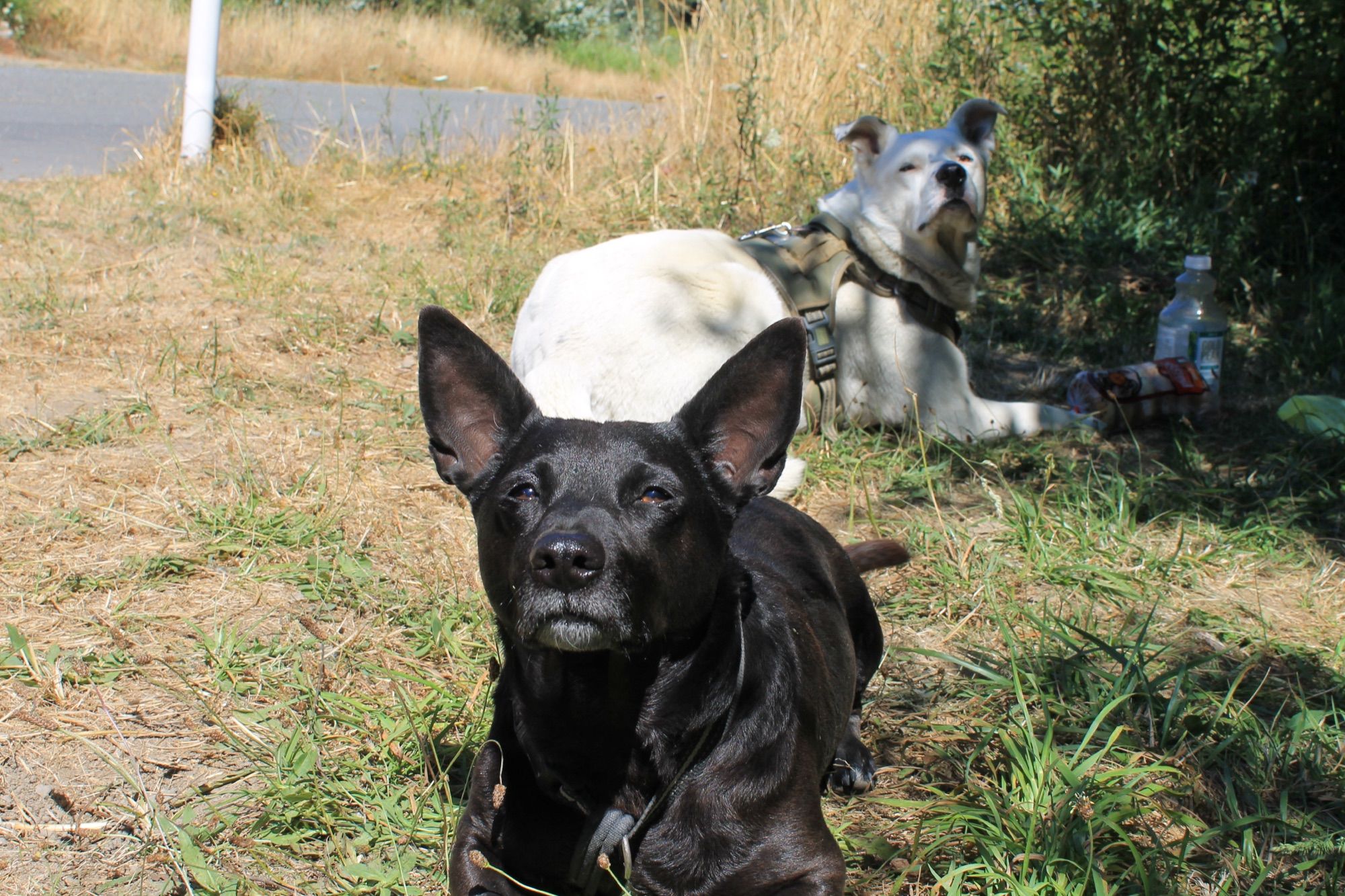 Two dogs resting in the grass in the sun, one black and one white